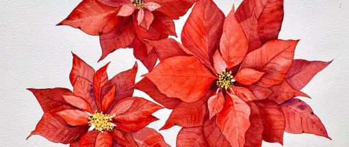 After Work: Der Weihnachtsstern - Botanische Fundstücke in Aquarell